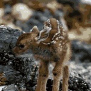 Meet your Posher, Josephine